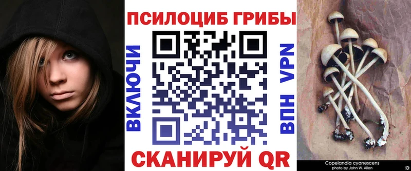 KRAKEN ССЫЛКА  Прохладный  Галлюциногенные грибы мицелий  где можно купить наркотик 
